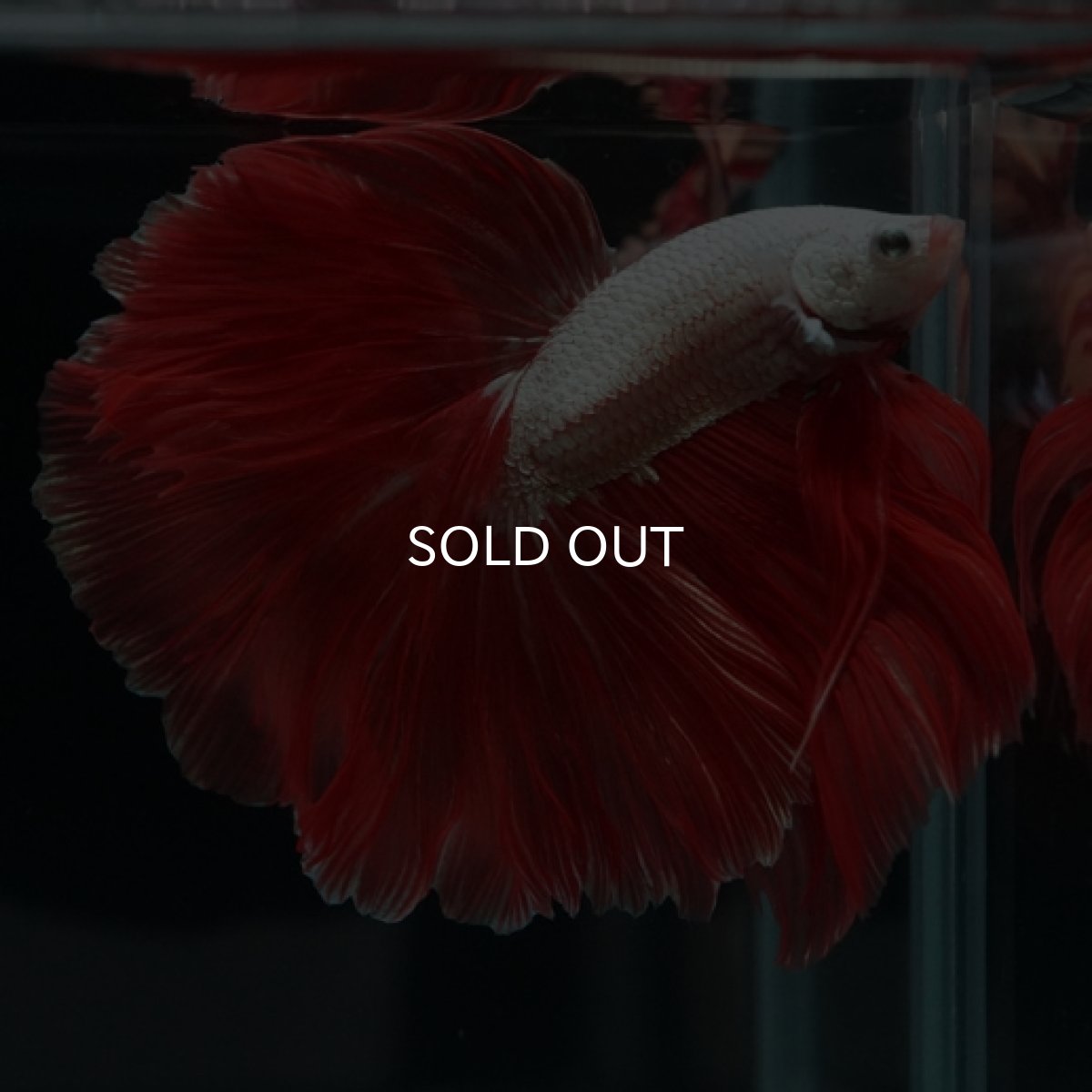 画像4: HM　プラチナレッドドラゴン　ローズテール (4)