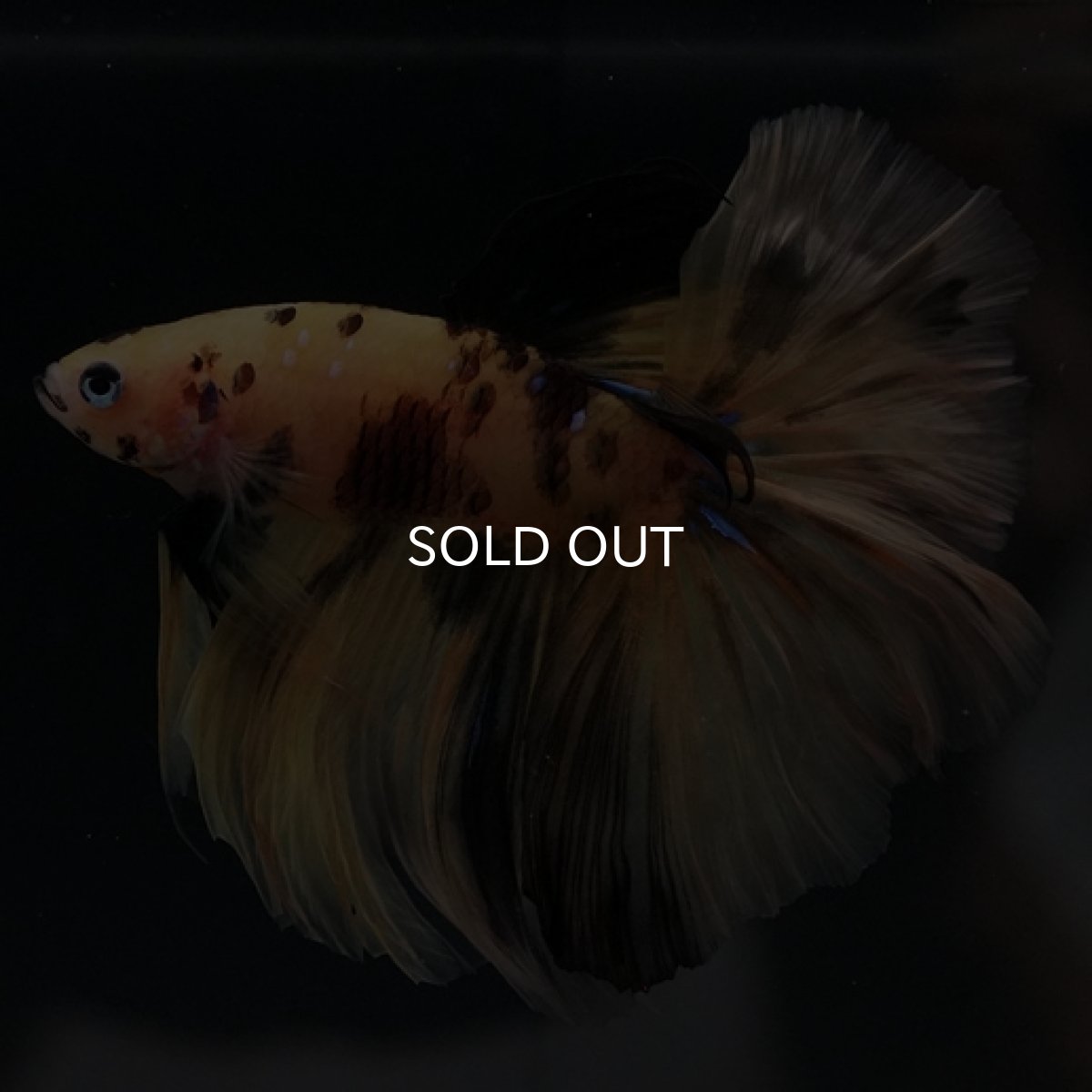 画像4: HM イエロータイガー (4)