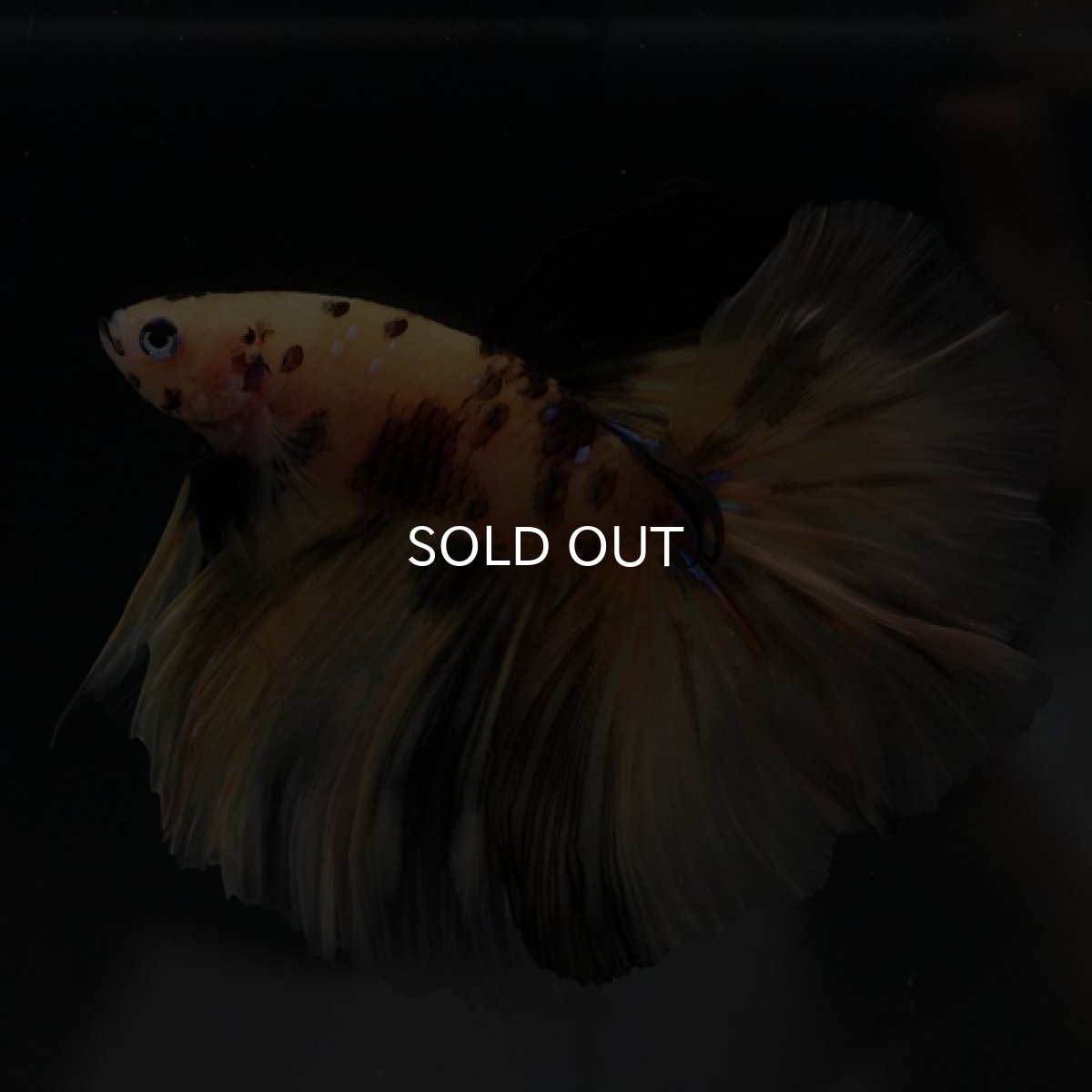 画像3: HM イエロータイガー (3)