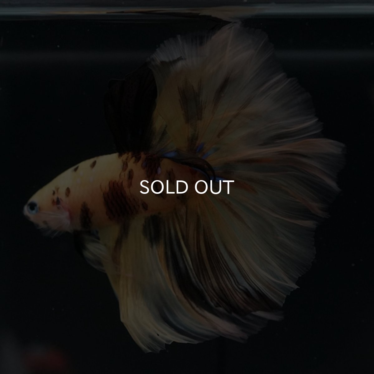 画像2: HM イエロータイガー (2)