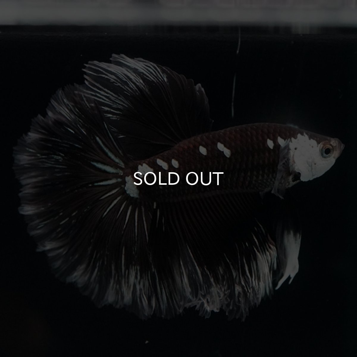 画像10: HM　ブラックサムライローズテール (10)