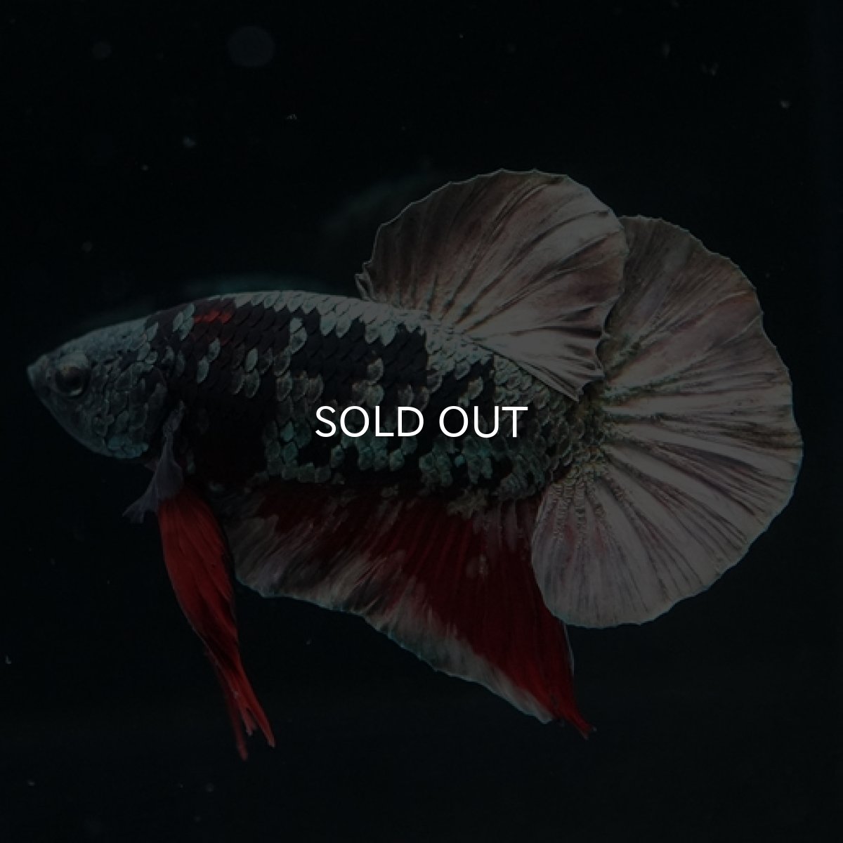 画像7: HMPK　ブラックカッパースター (7)