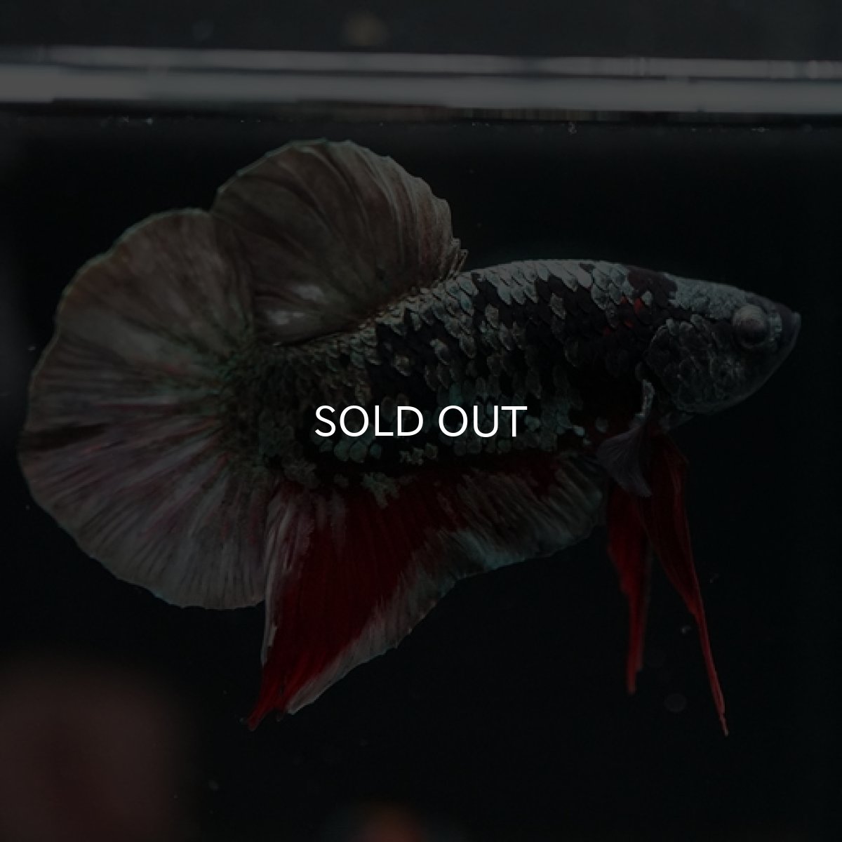 画像6: HMPK　ブラックカッパースター (6)