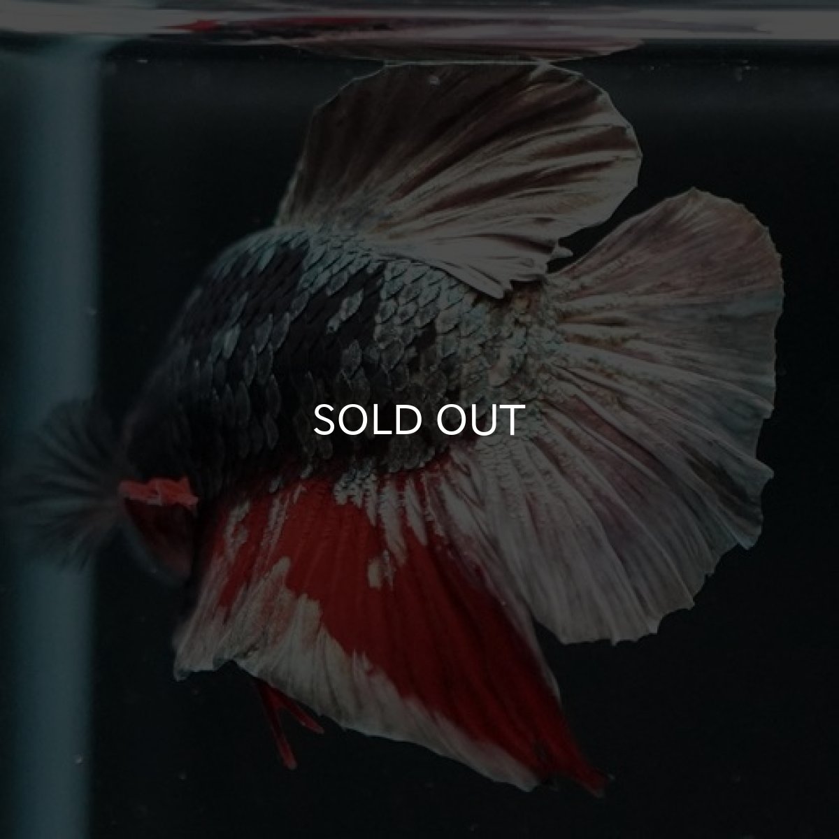 画像3: HMPK　ブラックカッパースター (3)