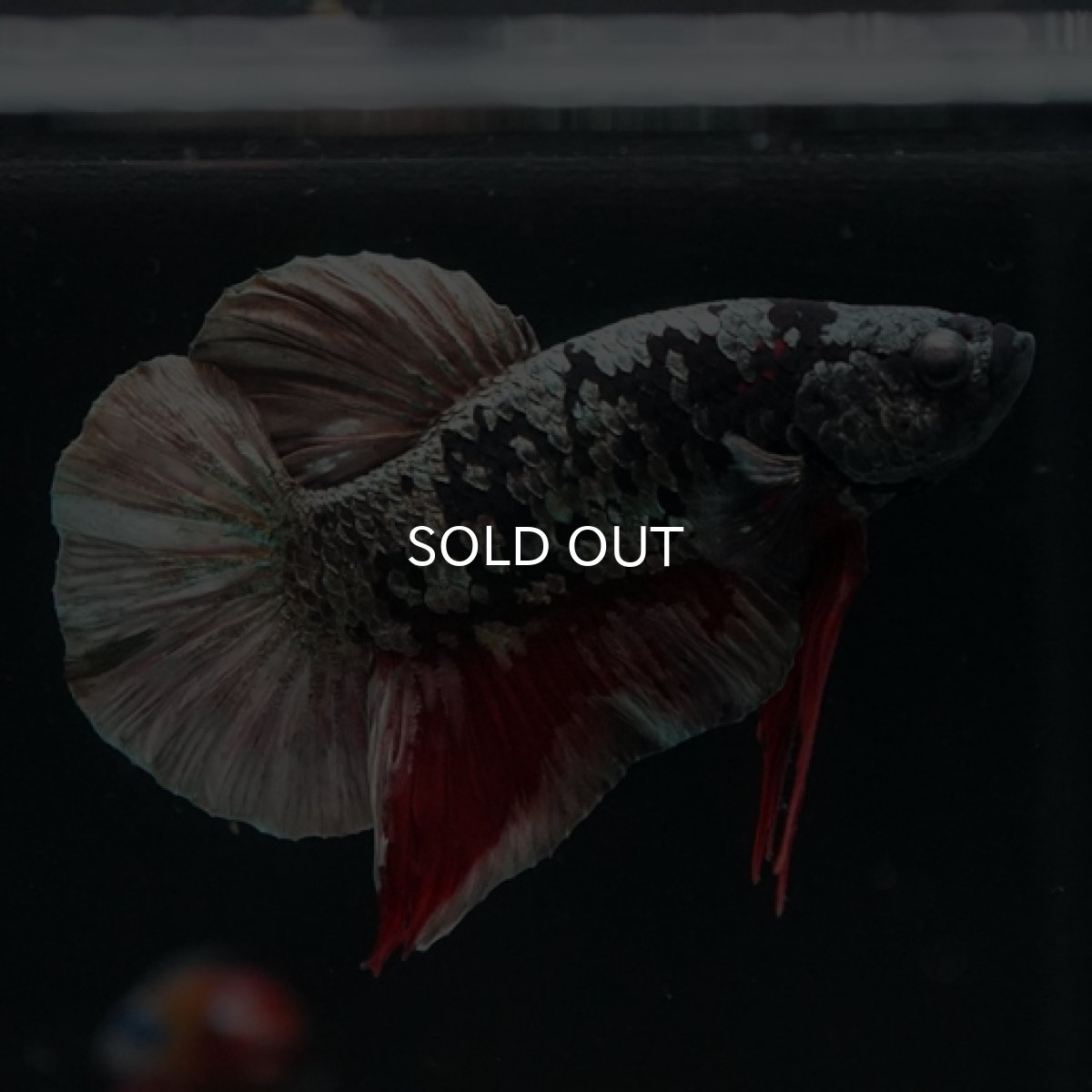 画像2: HMPK　ブラックカッパースター (2)