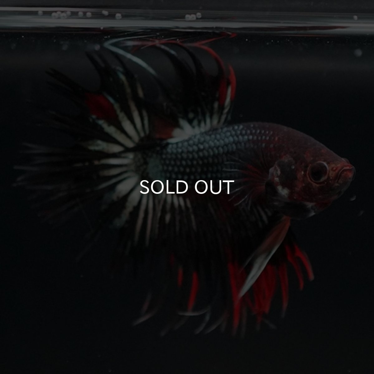 画像8: CT ブラックレッドカッパー 変わり柄 (8)