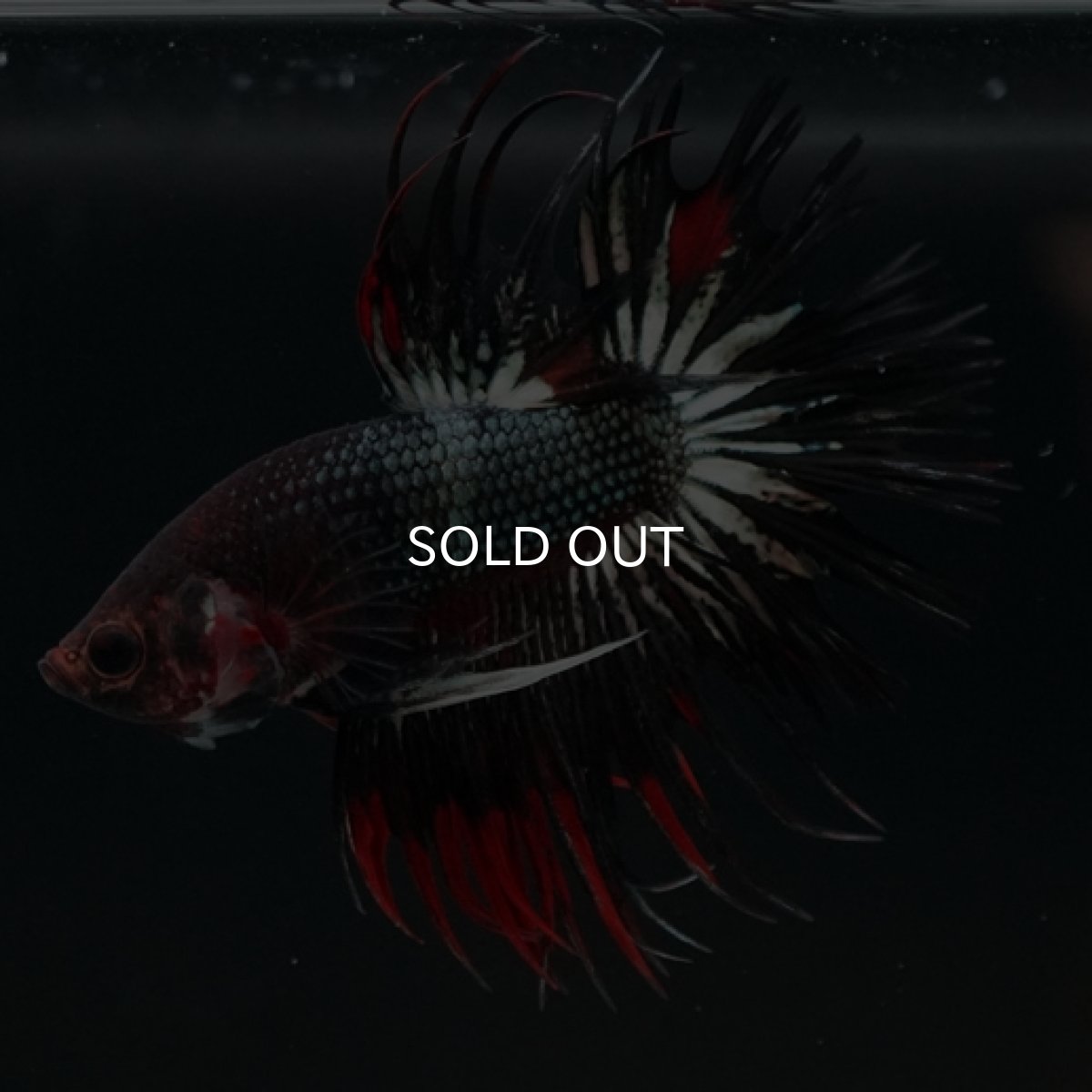 画像7: CT ブラックレッドカッパー 変わり柄 (7)