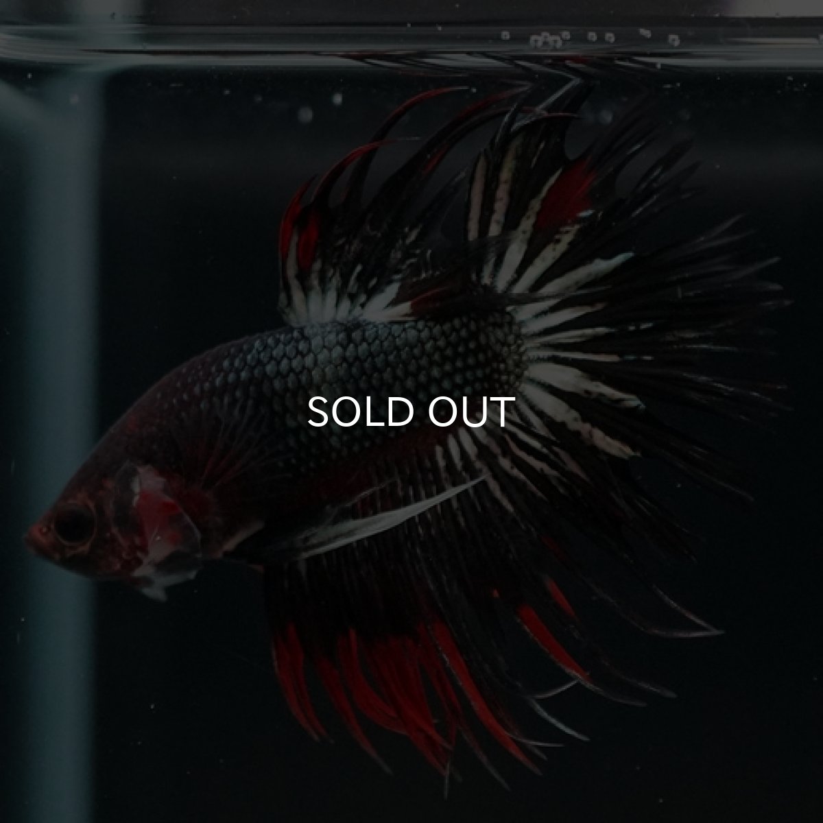 画像6: CT ブラックレッドカッパー 変わり柄 (6)