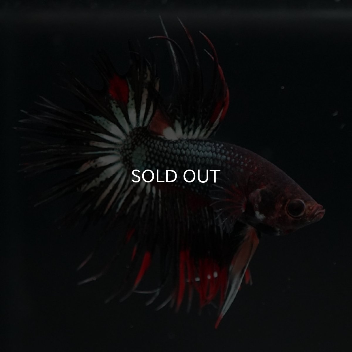 画像5: CT ブラックレッドカッパー 変わり柄 (5)