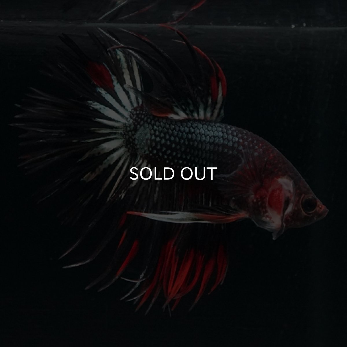 画像4: CT ブラックレッドカッパー 変わり柄 (4)