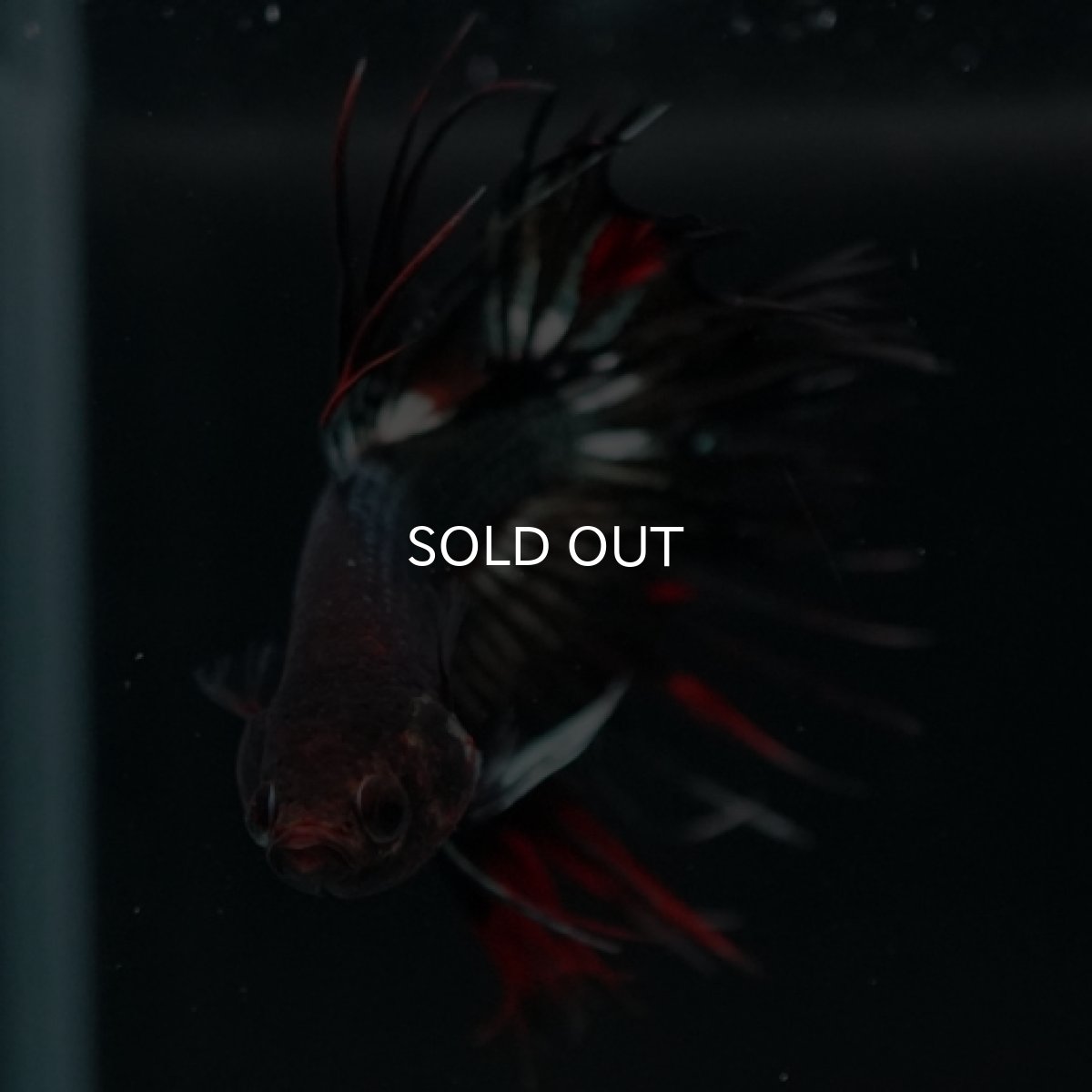 画像3: CT ブラックレッドカッパー 変わり柄 (3)