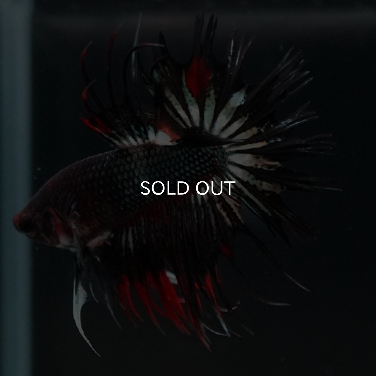 画像2: CT ブラックレッドカッパー 変わり柄 (2)