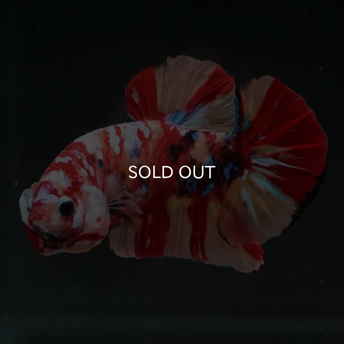 画像9: HMPK　キャンディギャラクシー (9)