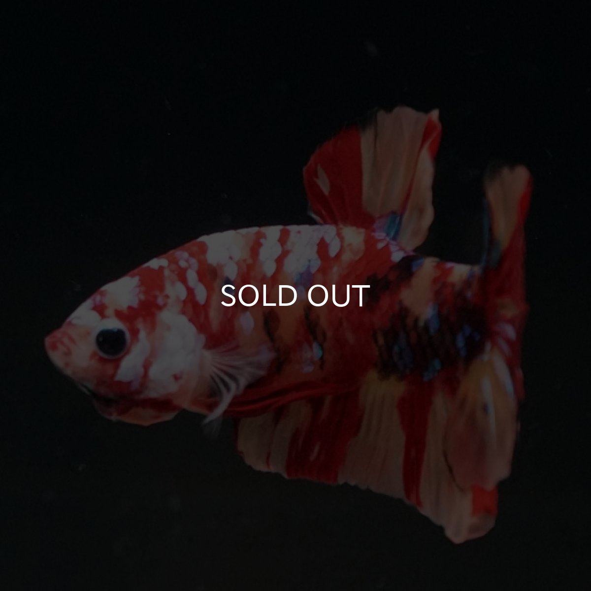 画像8: HMPK　キャンディギャラクシー (8)