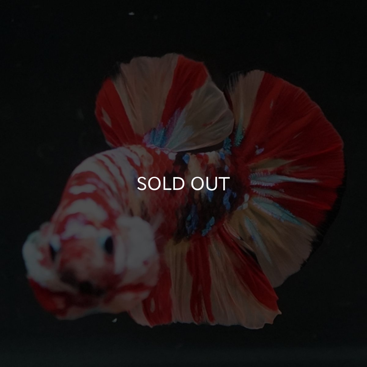 画像2: HMPK　キャンディギャラクシー (2)