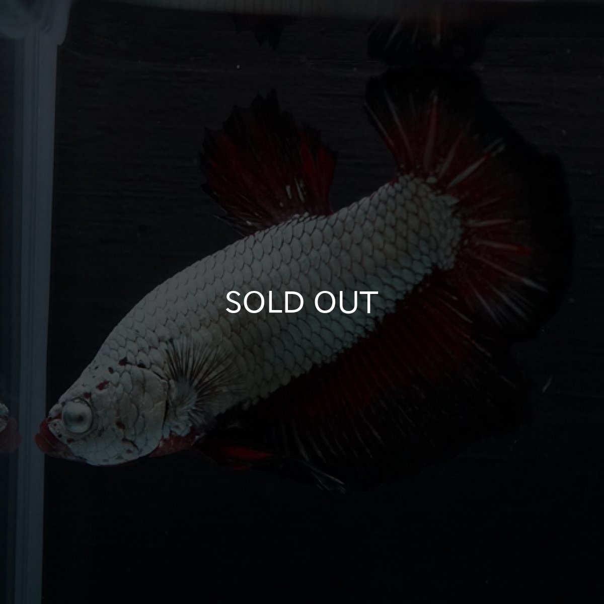 画像4: HMPK ブラックレッドサムライ (4)