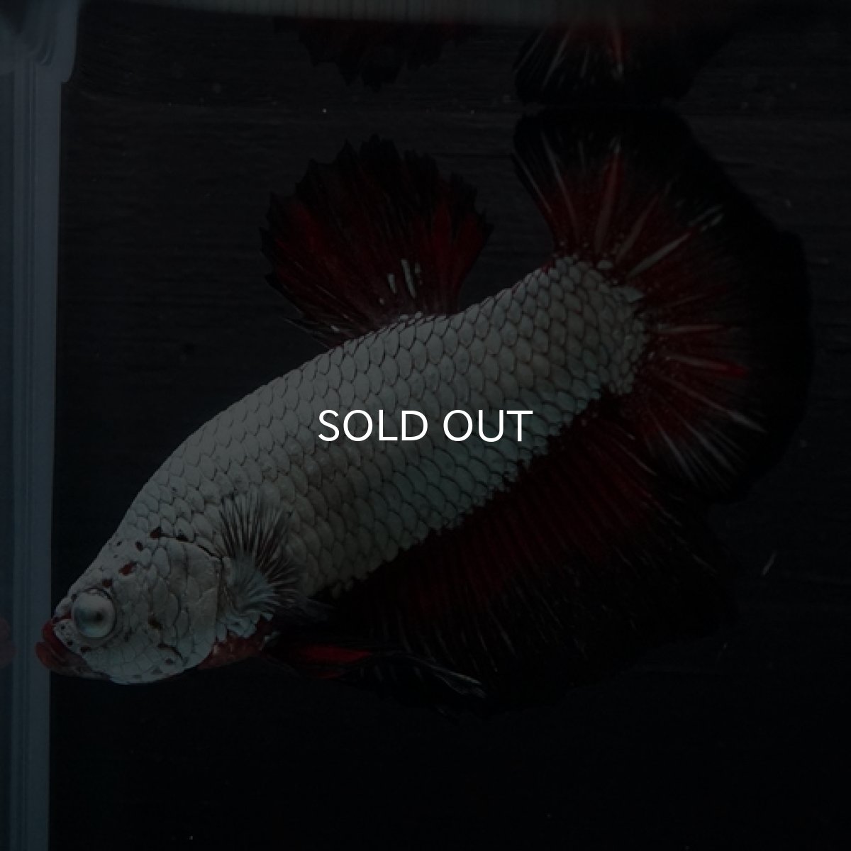 画像3: HMPK ブラックレッドサムライ (3)