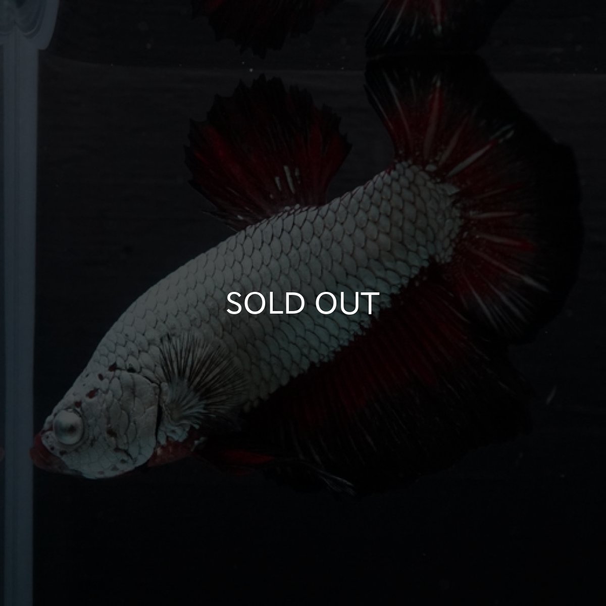 画像2: HMPK ブラックレッドサムライ (2)