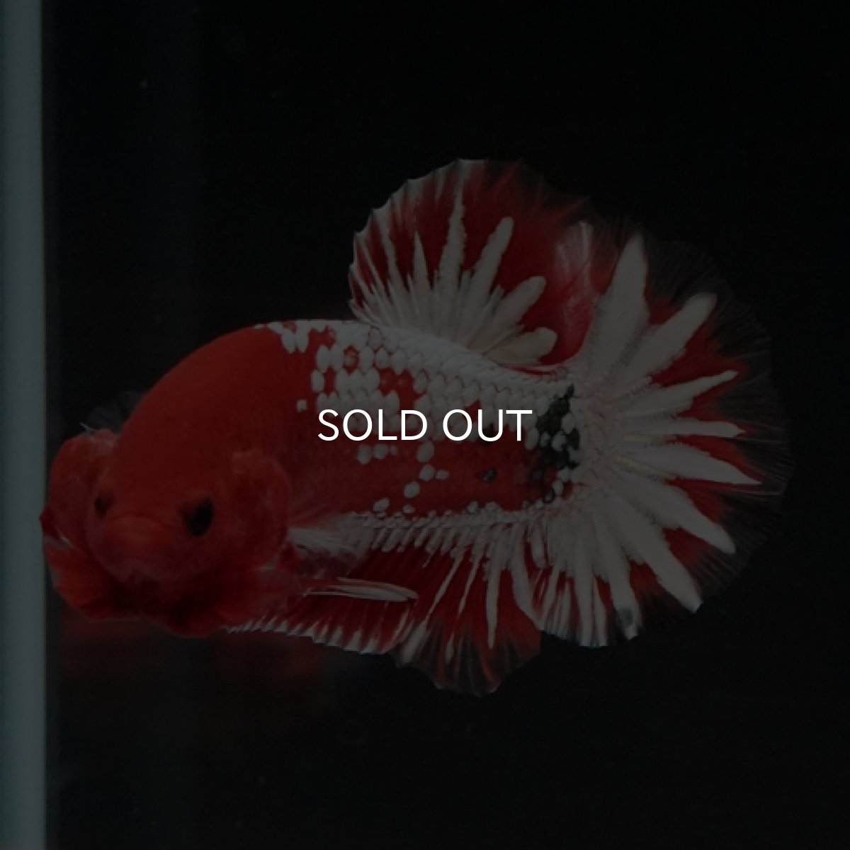 画像2: HMPK　ヘルボーイ　ホワイトスケール (2)