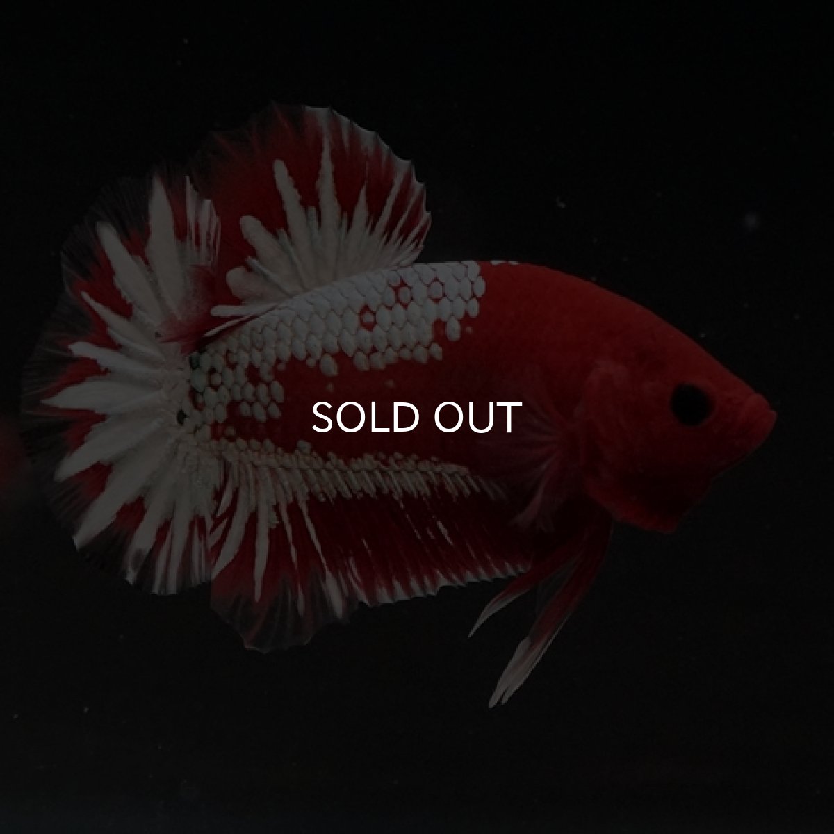 画像11: HMPK　ヘルボーイ　ホワイトスケール (11)