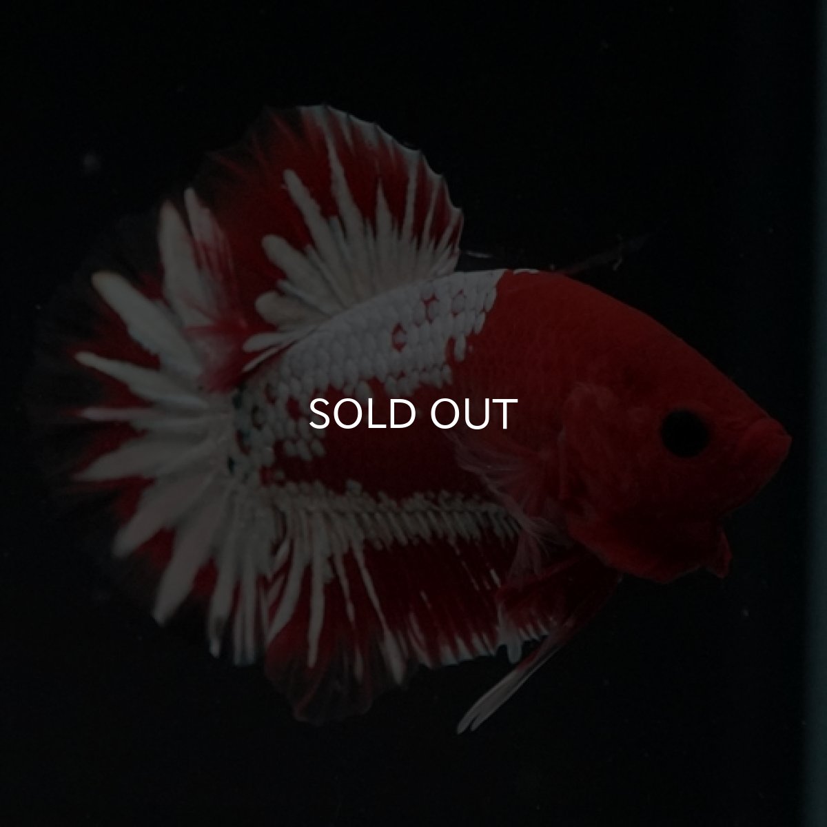 画像10: HMPK　ヘルボーイ　ホワイトスケール (10)