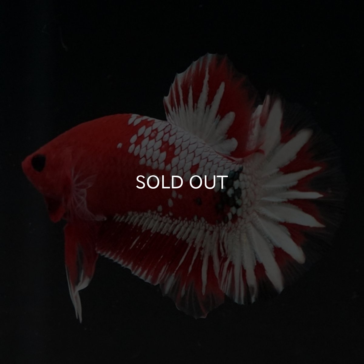 画像9: HMPK　ヘルボーイ　ホワイトスケール (9)