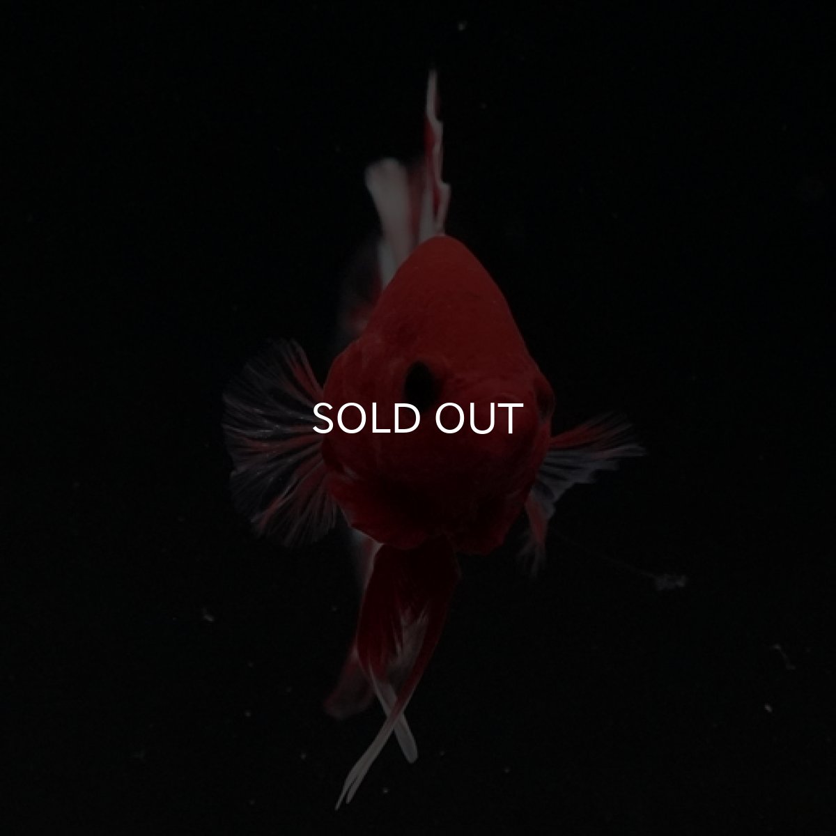 画像8: HMPK　ヘルボーイ　ホワイトスケール (8)