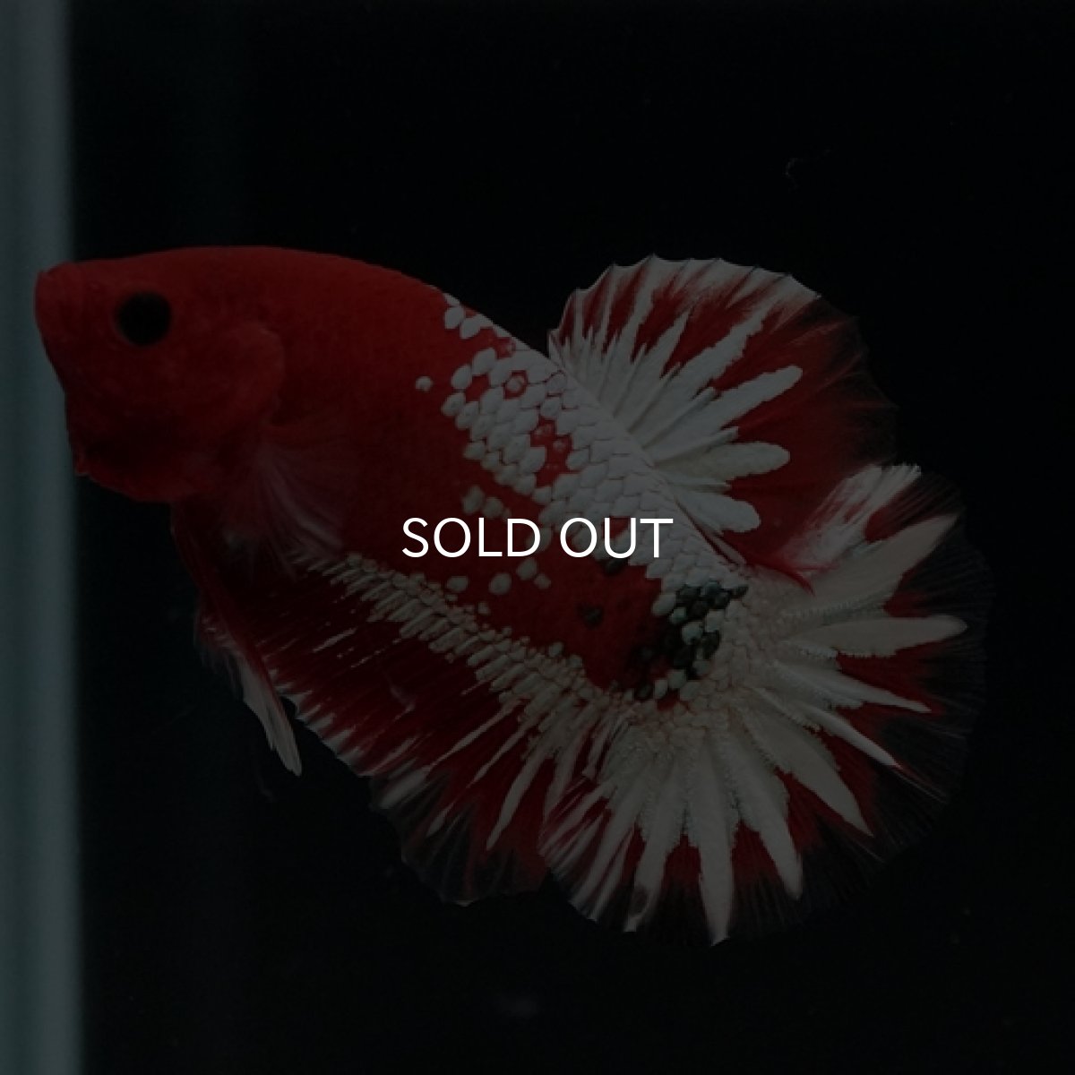 画像7: HMPK　ヘルボーイ　ホワイトスケール (7)