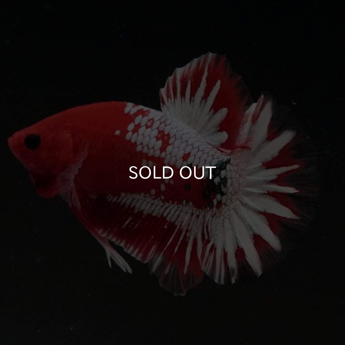 画像6: HMPK　ヘルボーイ　ホワイトスケール (6)