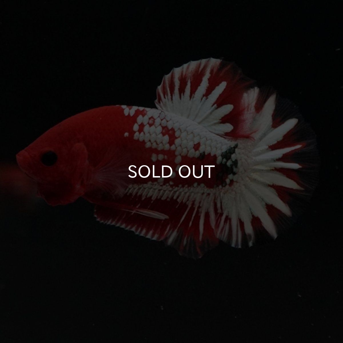 画像5: HMPK　ヘルボーイ　ホワイトスケール (5)