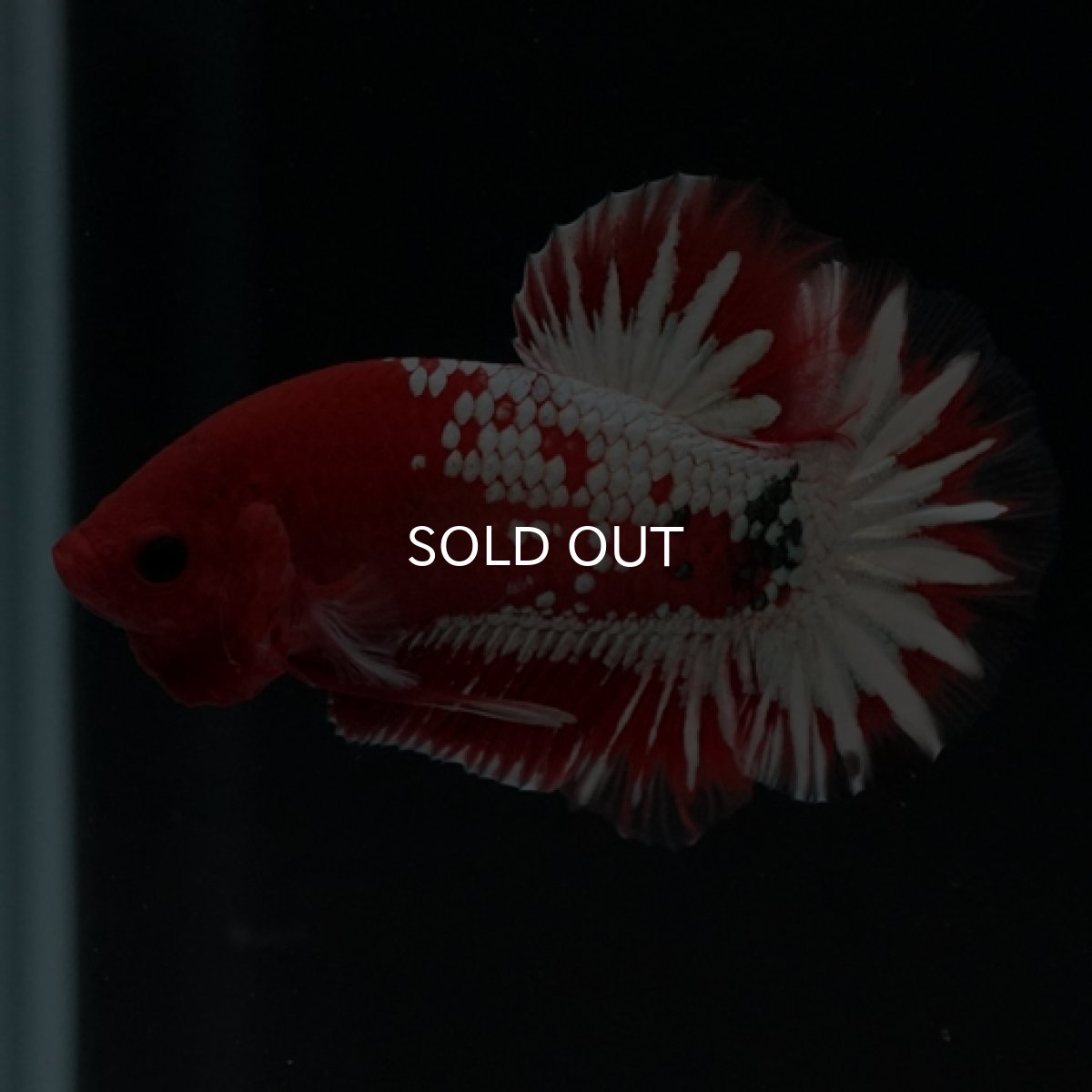 画像4: HMPK　ヘルボーイ　ホワイトスケール (4)