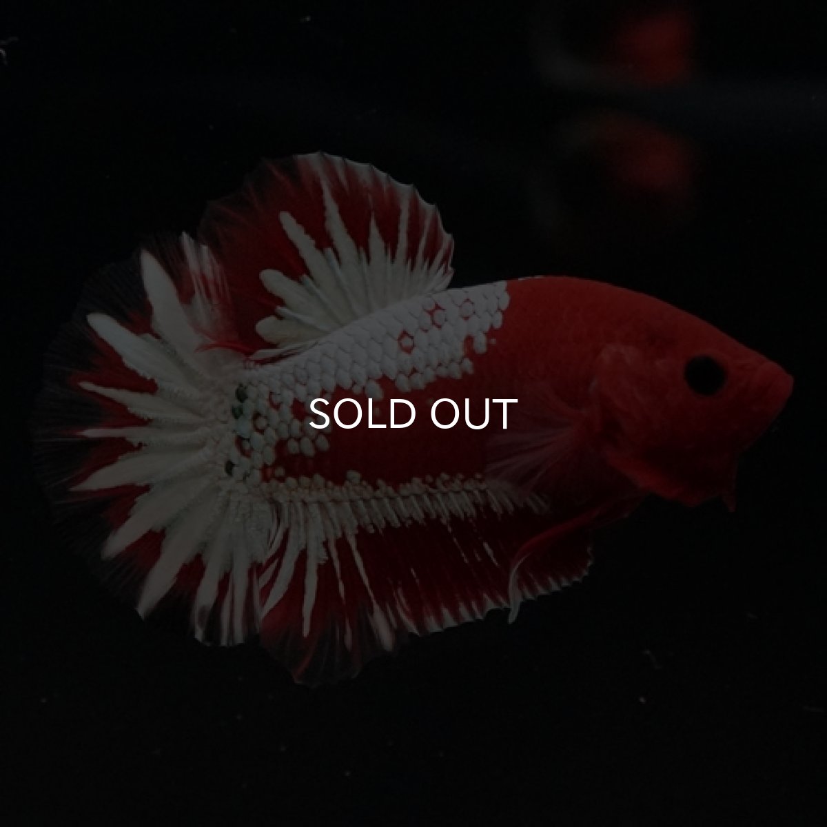 画像3: HMPK　ヘルボーイ　ホワイトスケール (3)