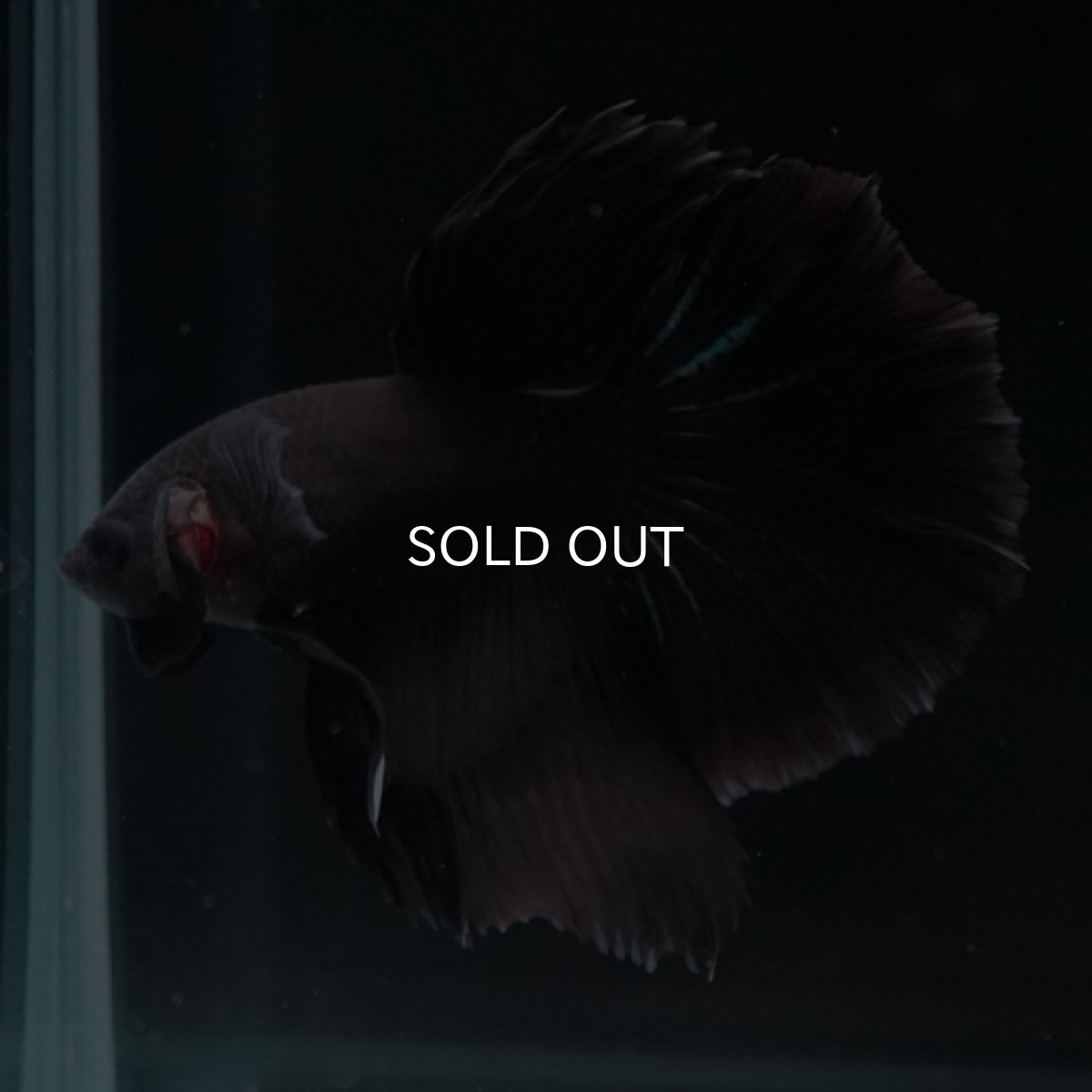 画像11: HM　ブラック (11)