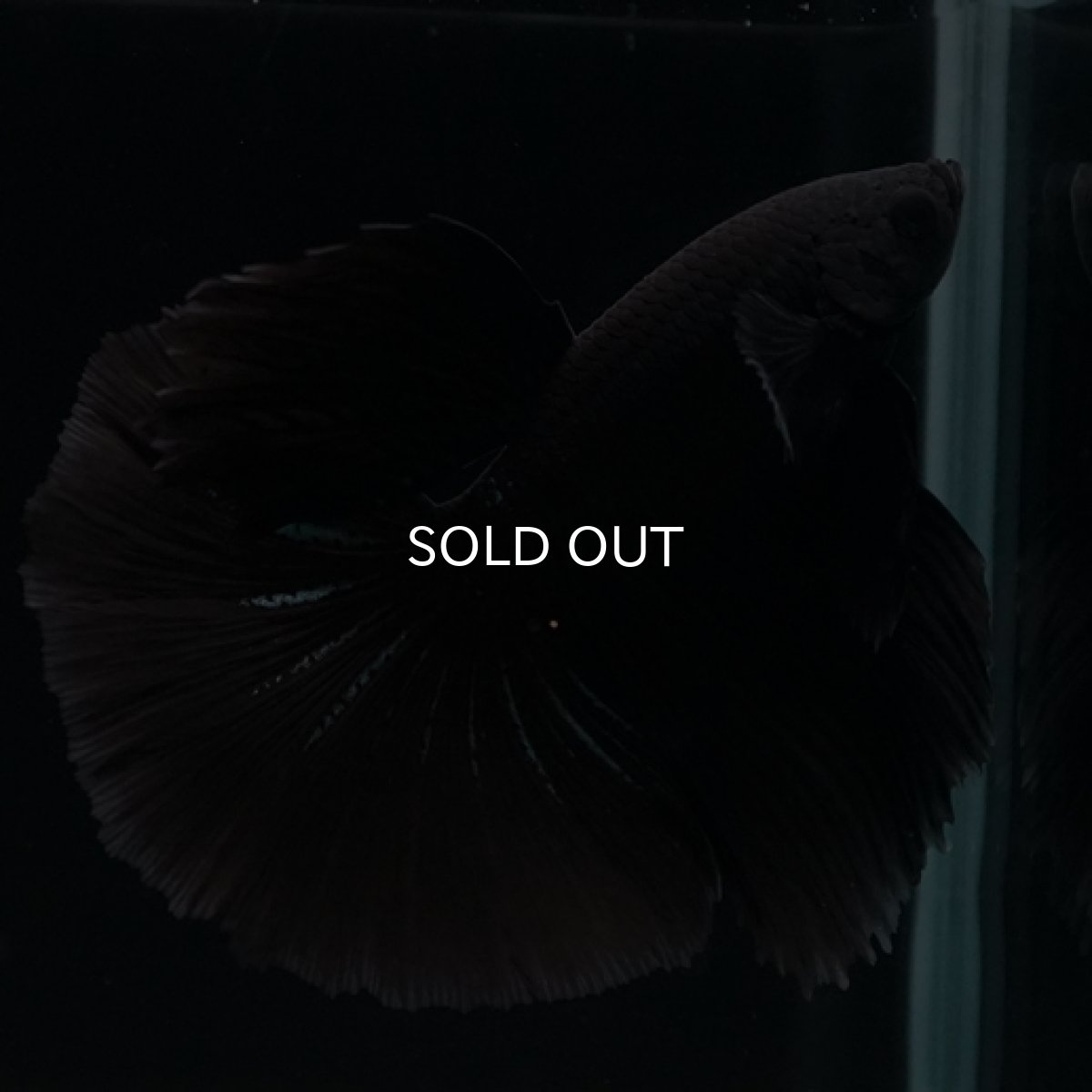 画像2: HM　ブラック (2)