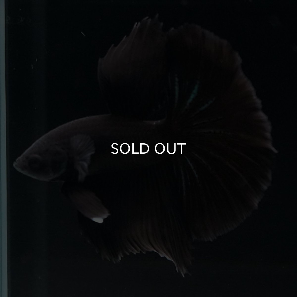 画像10: HM　ブラック (10)