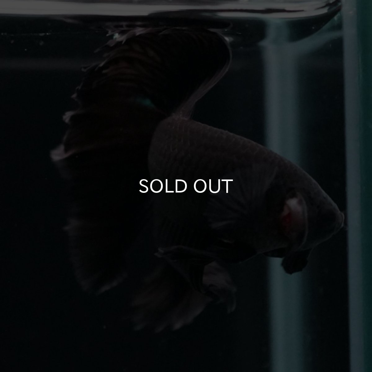 画像9: HM　ブラック (9)