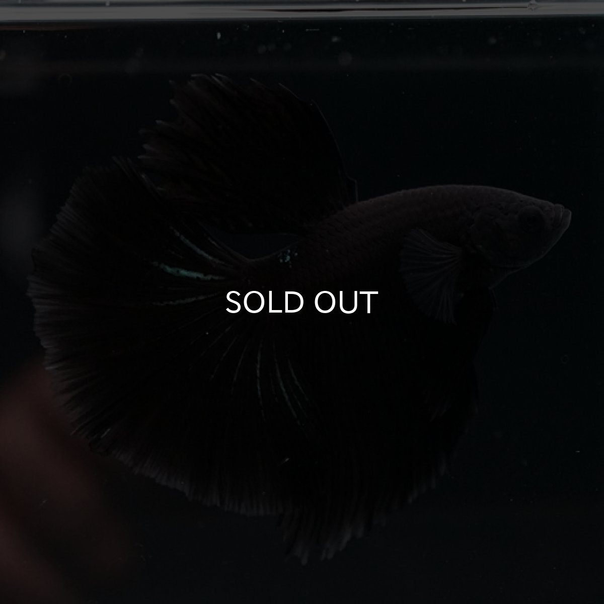 画像8: HM　ブラック (8)