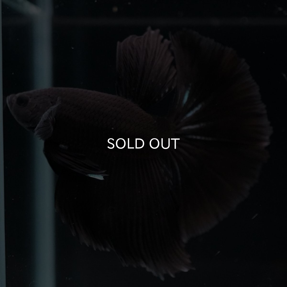 画像7: HM　ブラック (7)