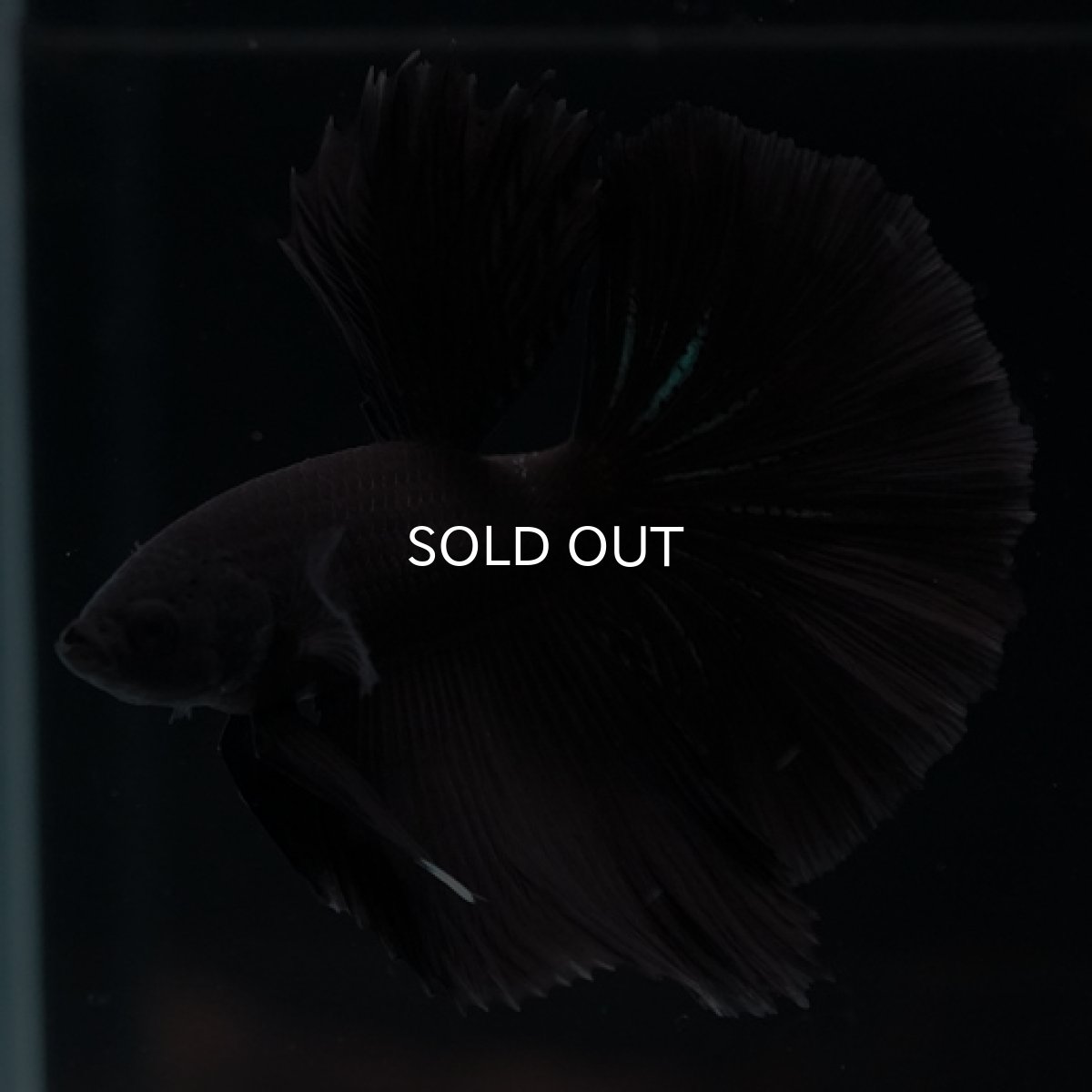 画像6: HM　ブラック (6)