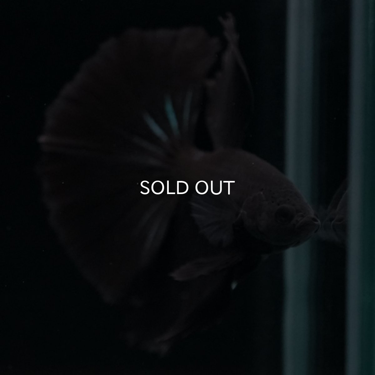 画像5: HM　ブラック (5)