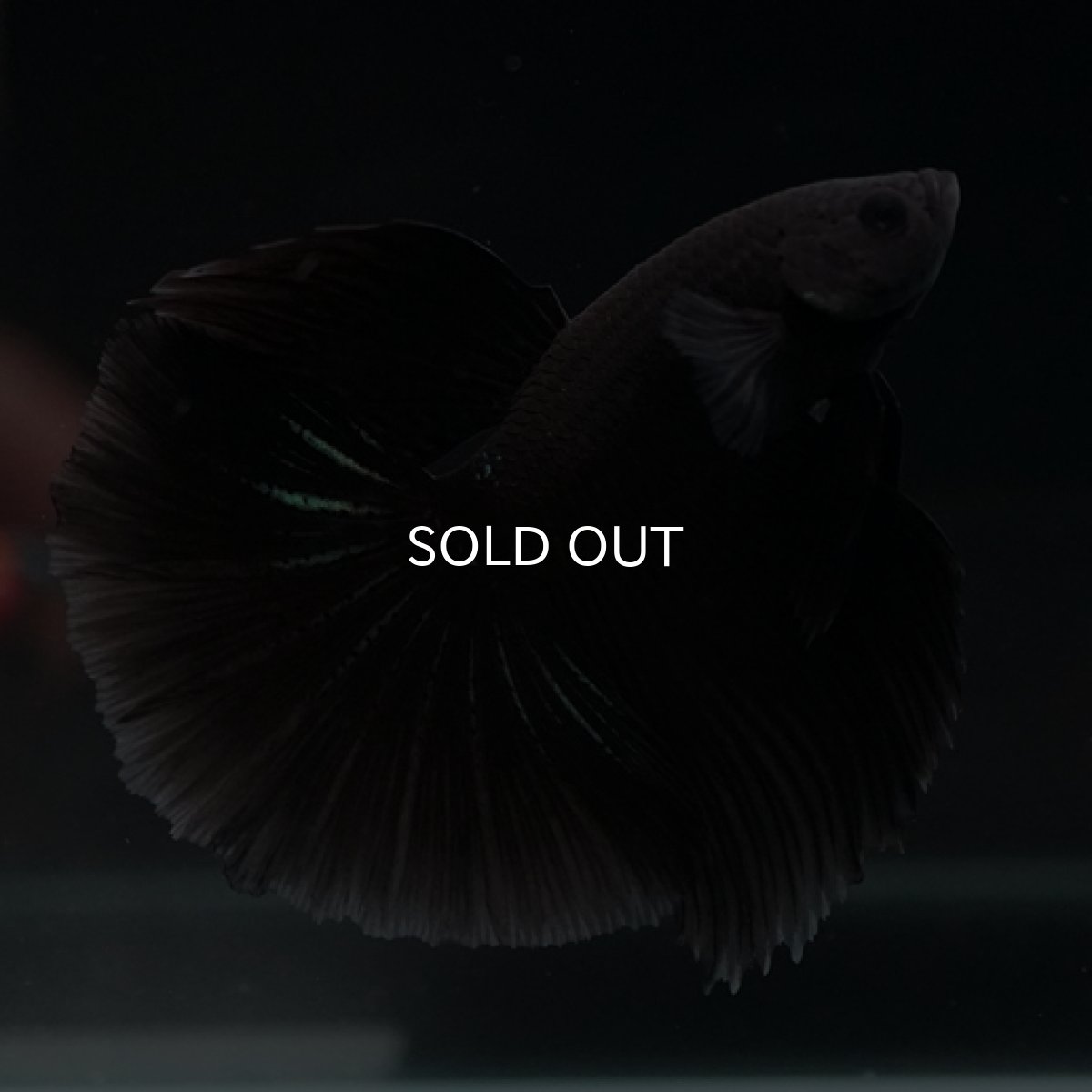 画像4: HM　ブラック (4)