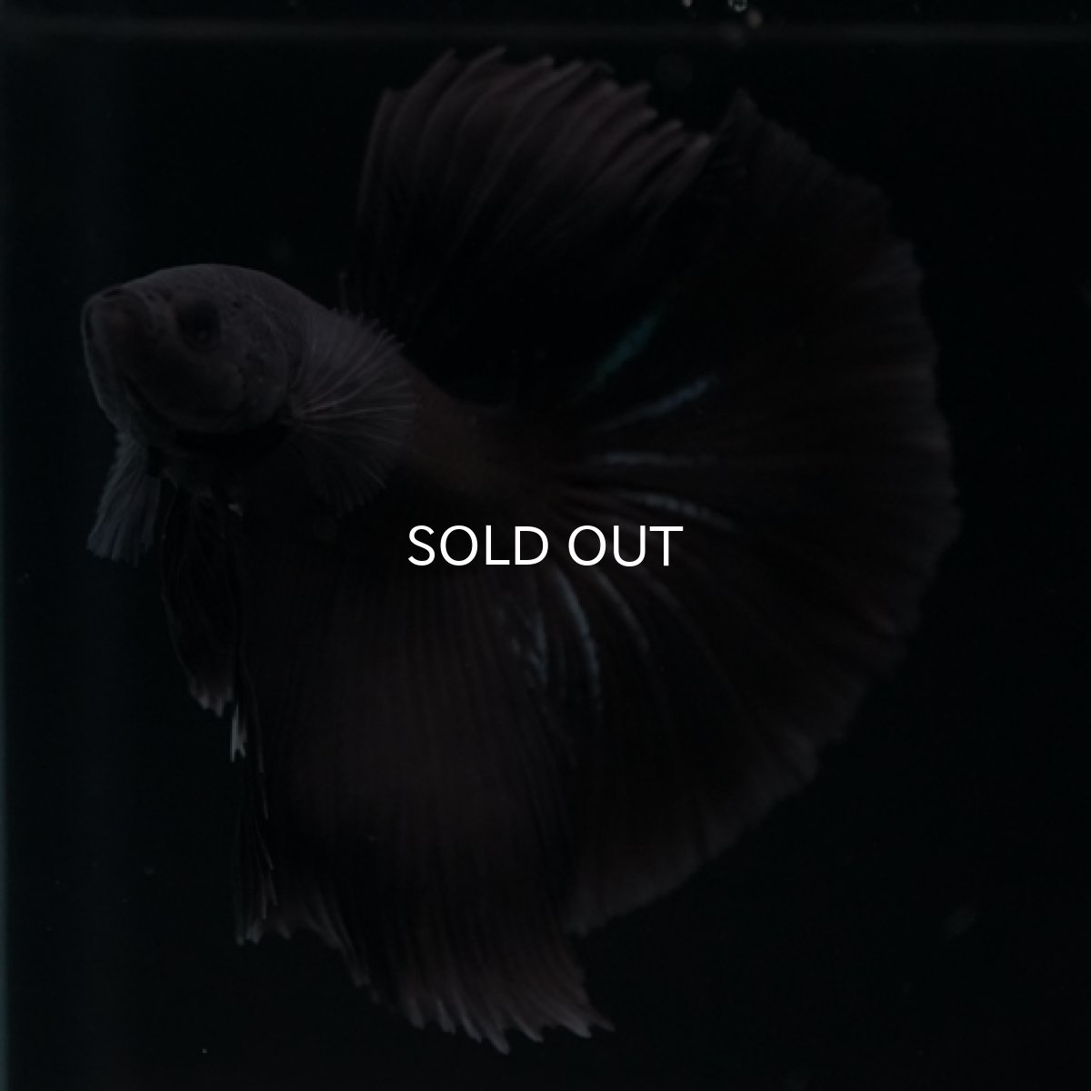 画像3: HM　ブラック (3)