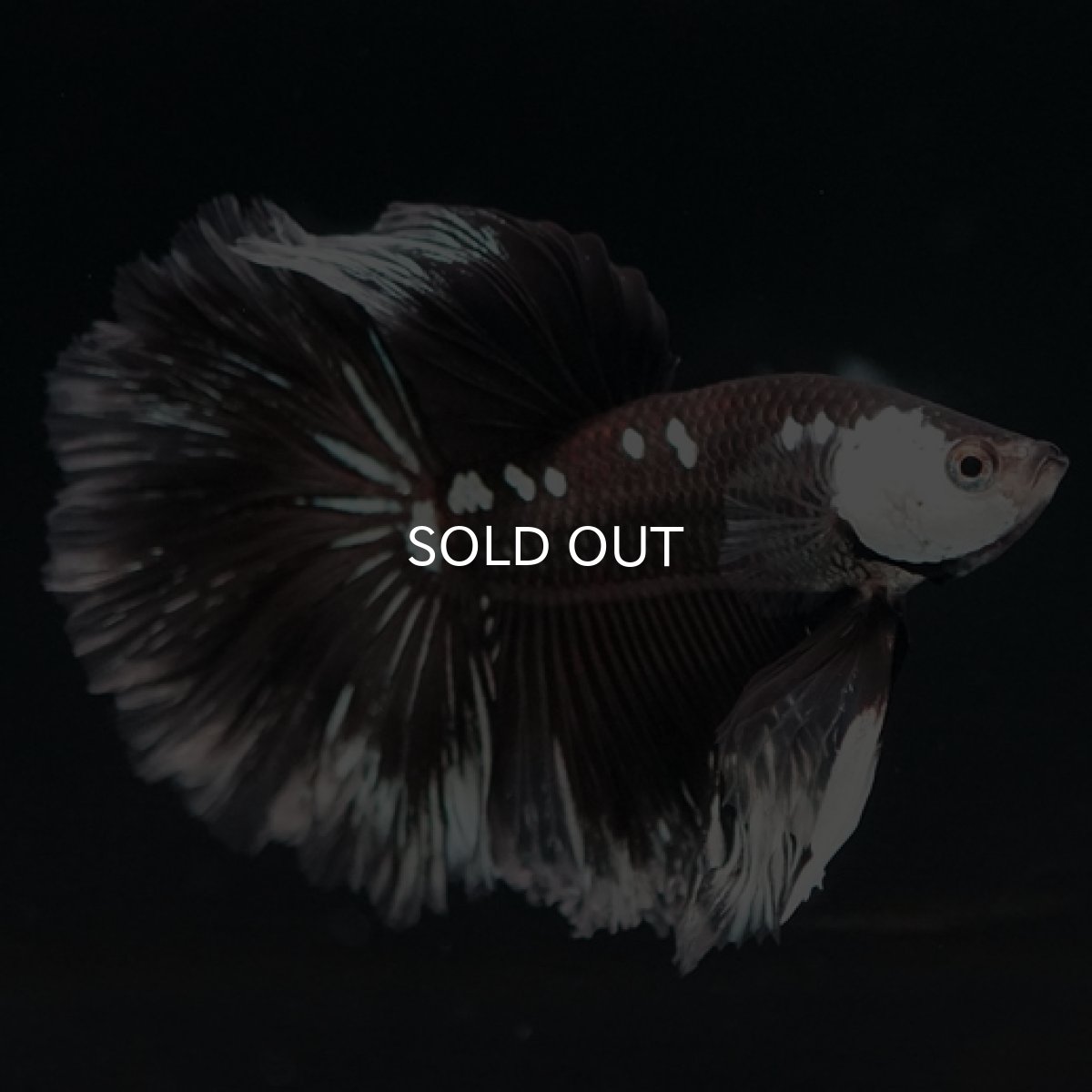 画像9: HM　ブラックサムライローズテール (9)