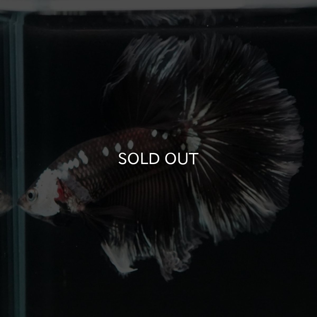 画像8: HM　ブラックサムライローズテール (8)