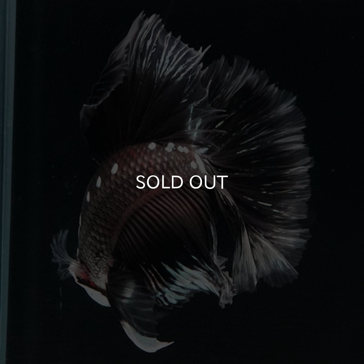 画像7: HM　ブラックサムライローズテール (7)