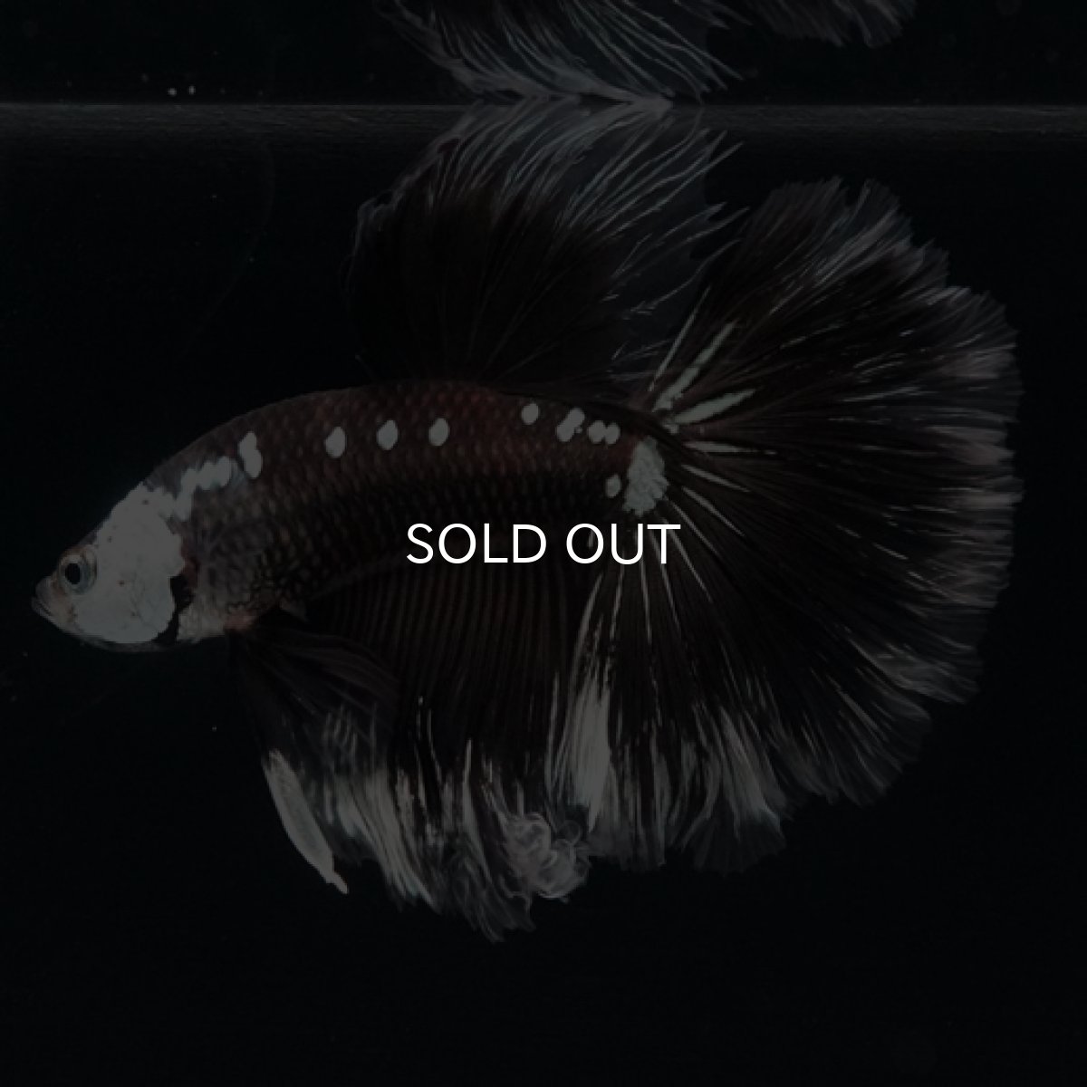 画像6: HM　ブラックサムライローズテール (6)