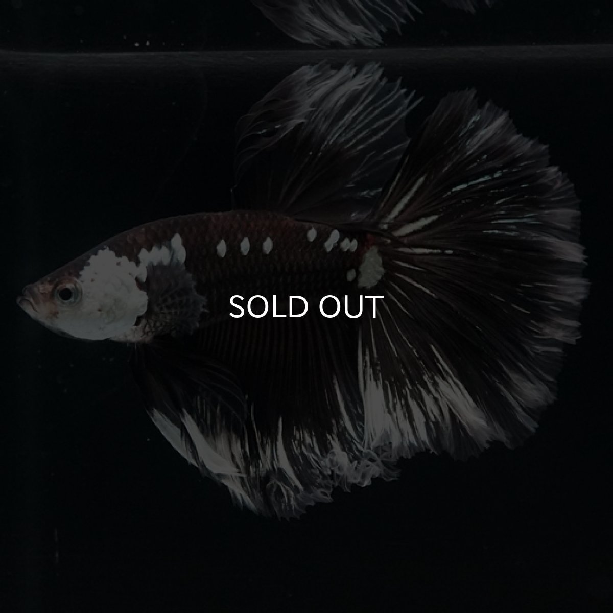 画像5: HM　ブラックサムライローズテール (5)