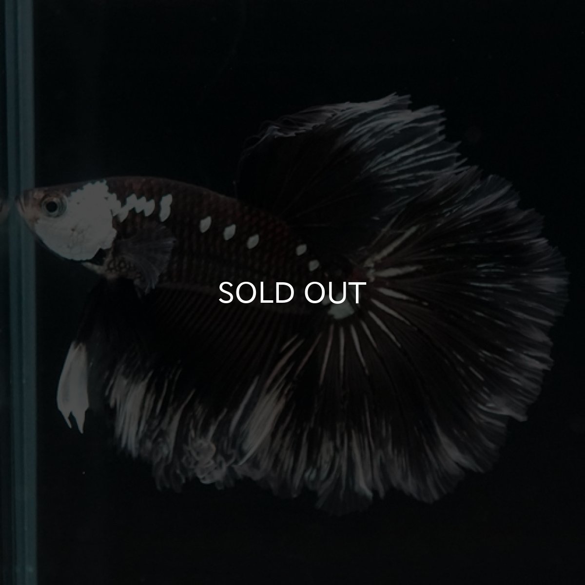 画像4: HM　ブラックサムライローズテール (4)