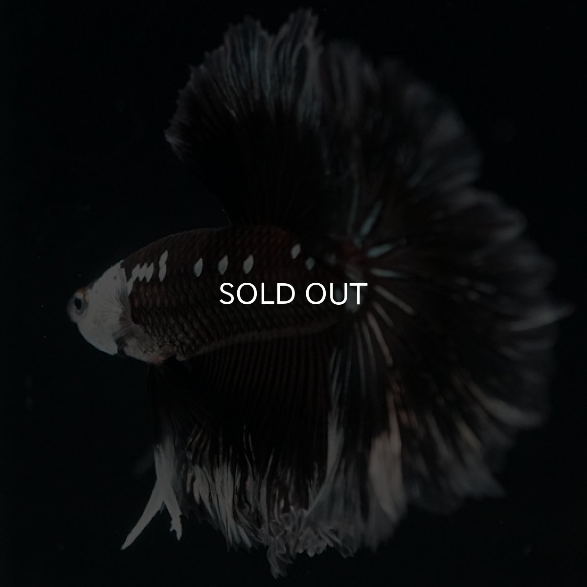 画像3: HM　ブラックサムライローズテール (3)