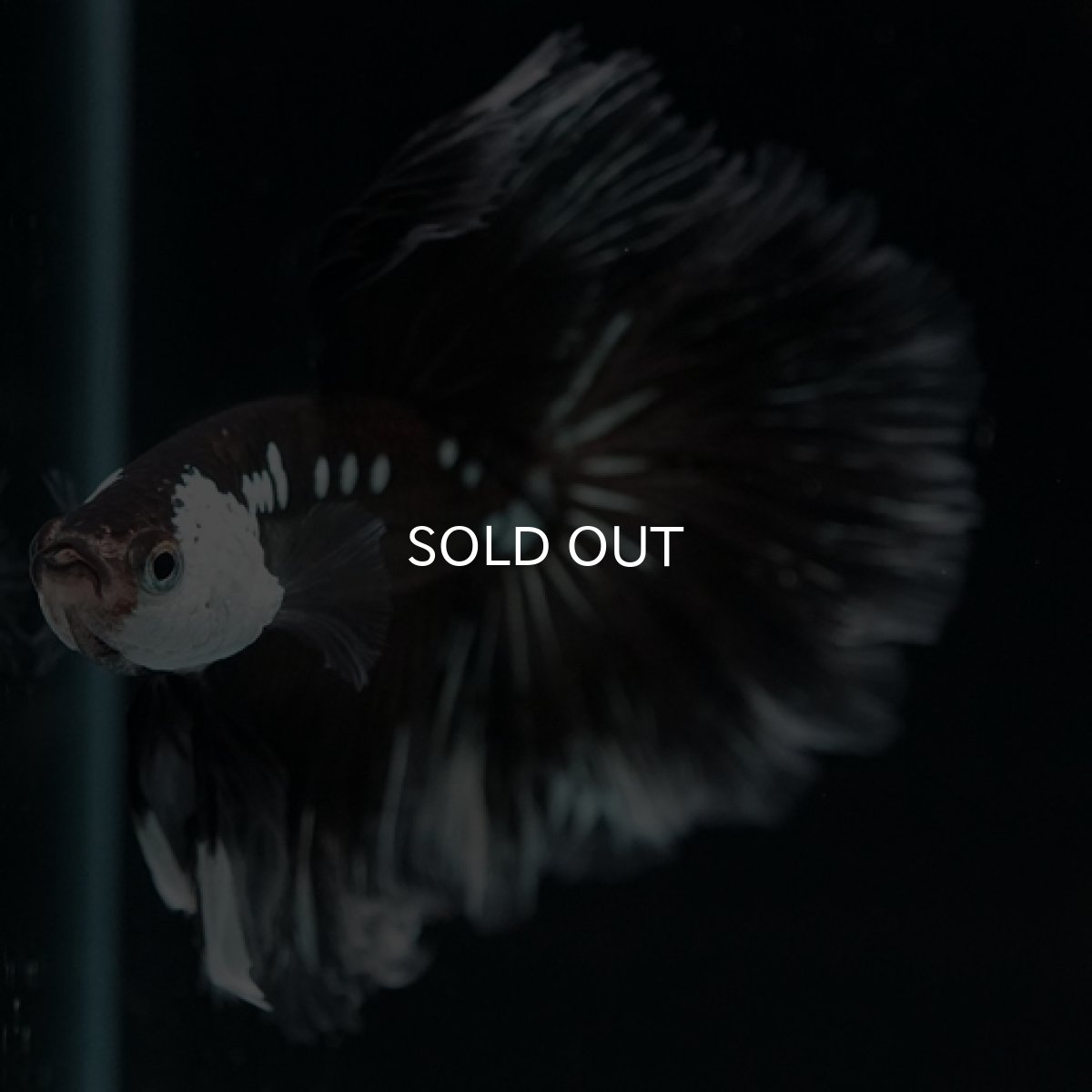 画像2: HM　ブラックサムライローズテール (2)